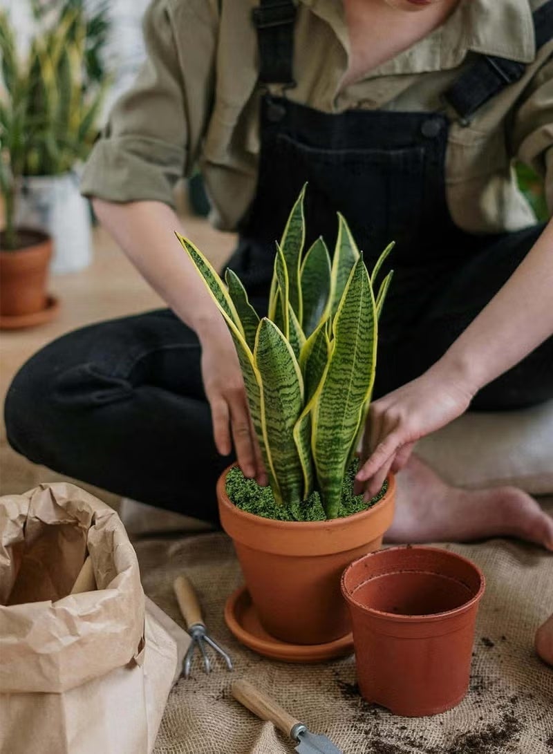 100g Moss Grass Perfectly Simulates Artificial Moss Fake Green Grass for Centerpieces Home Kitchen Garden Decor Preserved Forest Moss - Image 3